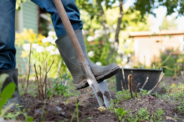 istock Man ready to dig potatos with shovel. 1176761823