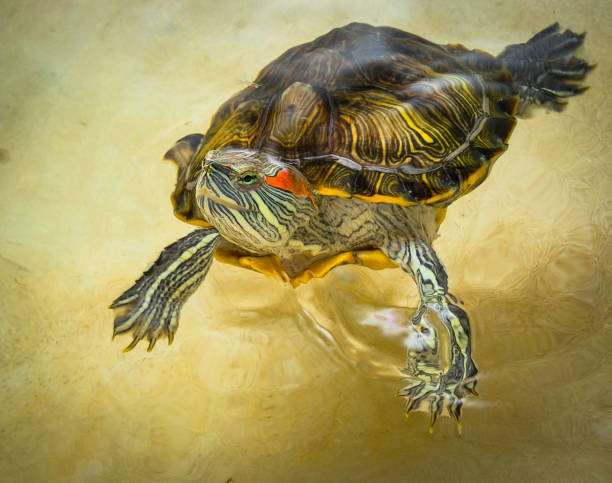 istock Red-eared turtle floats on the surface of the water. 1176765886