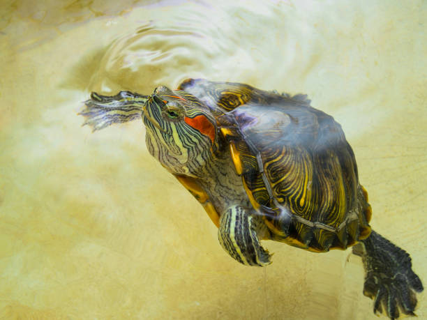 Red-eared turtle floats on the surface of the water.