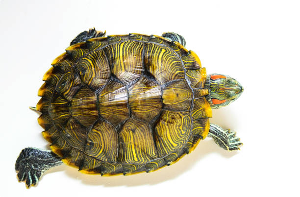 istock Red ear turtle isolated on white background.The view from the top. 1176765908