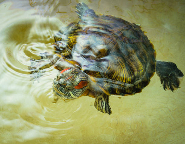 istock Red-eared turtle floats on the surface of the water. 1176765921