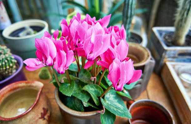 różowe kwiaty cyklamenu w doniczce. - plant color zdjęcia i obrazy z banku zdjęć