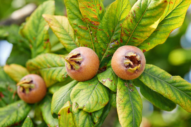 Healthy Medlars in fruit tree - Bawdy autumn fruit medlar brown Mespilus germanica Healthy Medlars in fruit tree - Bawdy autumn fruit medlar brown Mespilus germanica germanica mespilus mespilus germanica mispel stock pictures, royalty-free photos & images