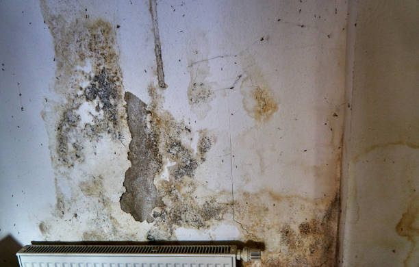 라디에이터 위에 벽에 금형. - mold basement house wet 뉴스 사진 이미지