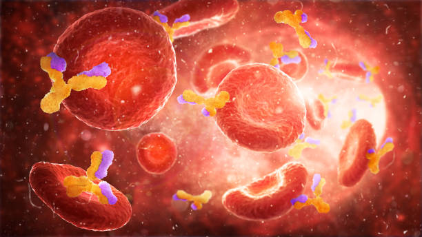 immunity. red blood cells with antibodies in an artery, flow inside body. 3d illustration - antibody human immune system antigen microbiology imagens e fotografias de stock