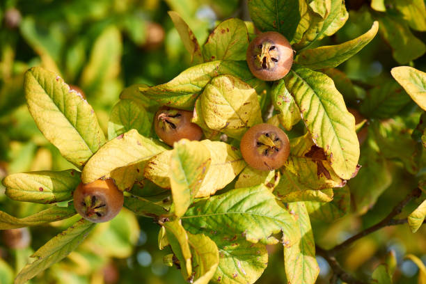 Healthy Medlars in fruit tree - Bawdy autumn fruit medlar brown Mespilus germanica Healthy Medlars in fruit tree - Bawdy autumn fruit medlar brown Mespilus germanica germanica mespilus mespilus germanica mispel stock pictures, royalty-free photos & images