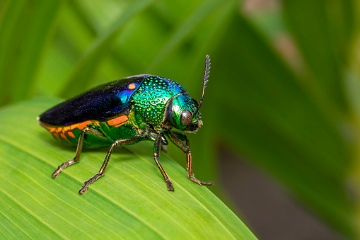 Image of green-legged metallic beetle (Sternocera aequisignata) or Jewel beetle or Metallic wood-boring beetle on the green leaves. Insect. Animal.