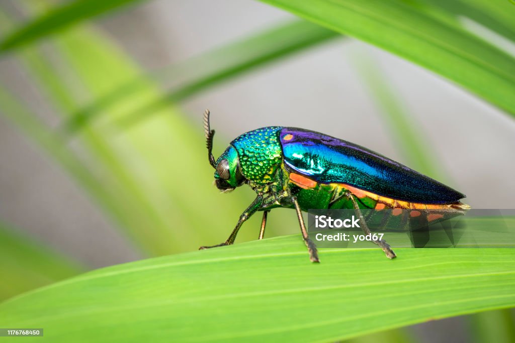 Image of green-legged metallic beetle (Sternocera aequisignata) or Jewel beetle or Metallic wood-boring beetle on the green leaves. Insect. Animal. Beetle Stock Photo