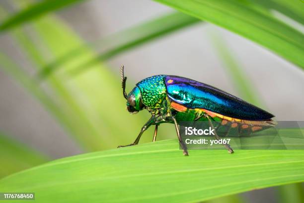 Image Of Greenlegged Metallic Beetle Or Jewel Beetle Or Metallic Woodboring Beetle On The Green Leaves Insect Animal Stock Photo - Download Image Now