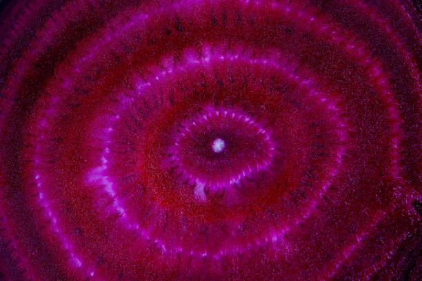 istock Red beetroot slice closeup. Purple beet cut in half with the texture of pulp. Beetroot slices background, top view 1176770277