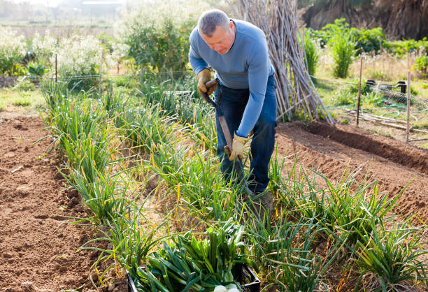 istock Man  professional gardener using  mattock at  land with green onion 1176770699