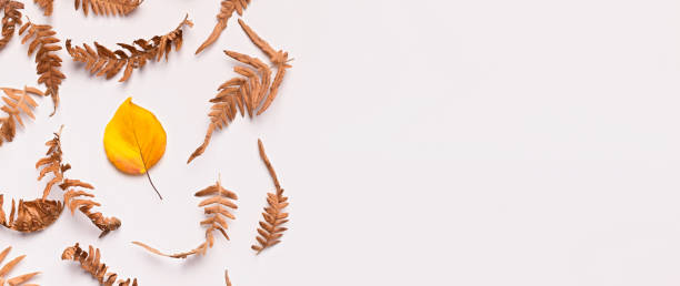 istock Autumn flat lay composition of fallen leaves on white 1176771883