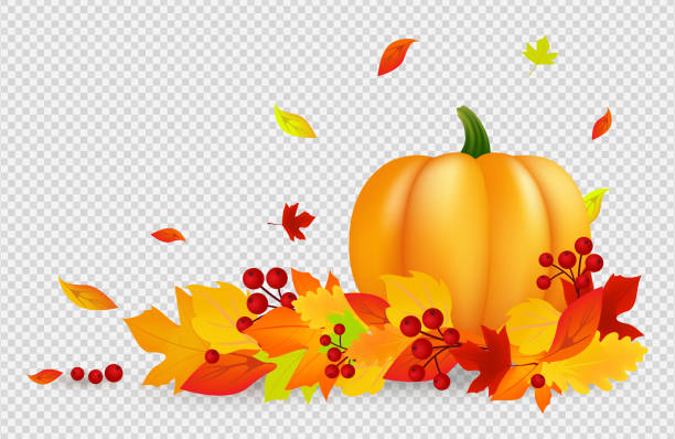 ilustrações de stock, clip art, desenhos animados e ícones de autumn background. thanksgiving vector banner with pumpkin gold red leaves isolated on transparent backdrop. falling fall leaves, harvest design - thanksgiving autumn pumpkin backgrounds