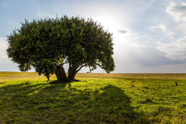 istock Gorgeous lonely tree in the savannah 1176772430