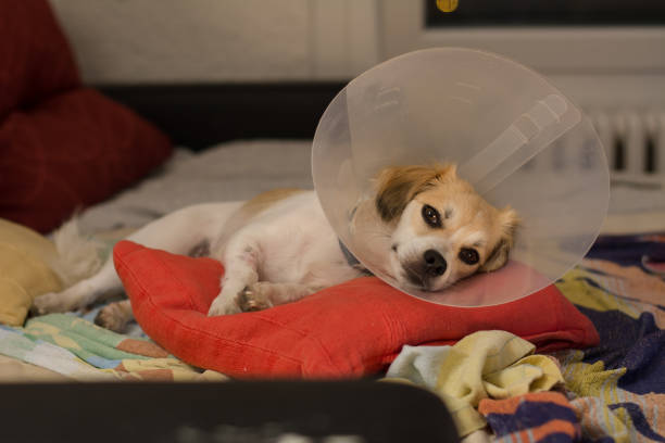 Little dog wearing collar neck in the shape of a cone for protection its to scratch Little dog wearing collar neck in the shape of a cone for protection its to scratch neck ruff stock pictures, royalty-free photos & images