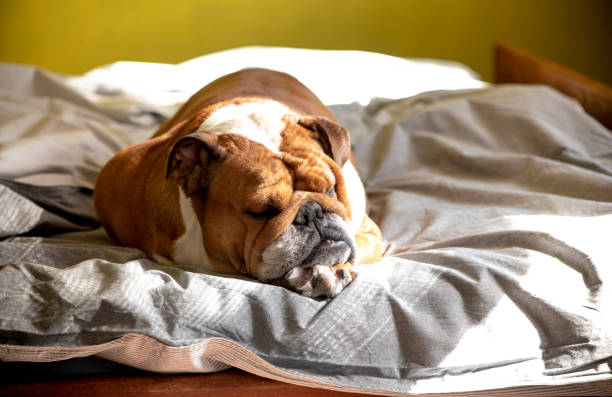 istock Cozy sunny photo with a dog. 1176774148
