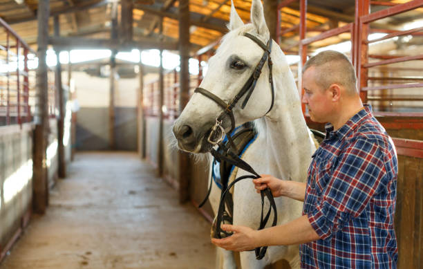 istock Positive man farmer  with white horse standing at stabling indoor 1176774696