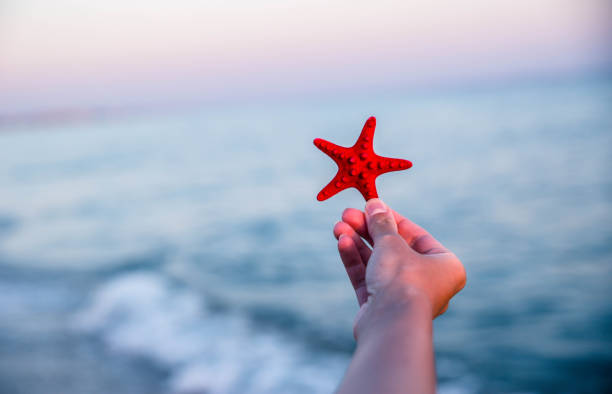 istock Woman hand holding starfish over sea 1176774862