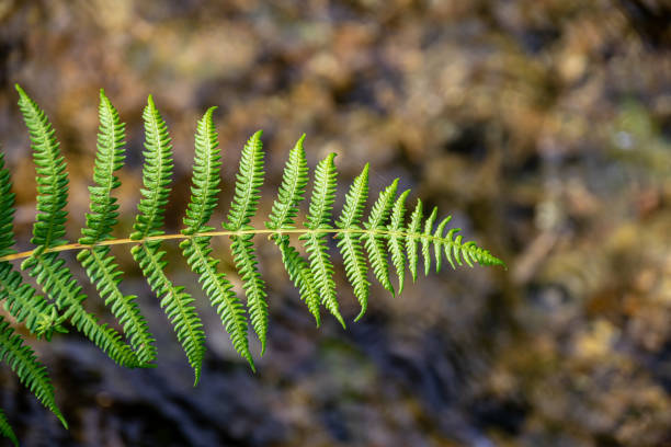 hoja de helecho frente al fondo del agua corriente del río - water rainforest frond tropical climate fotografías e imágenes de stock