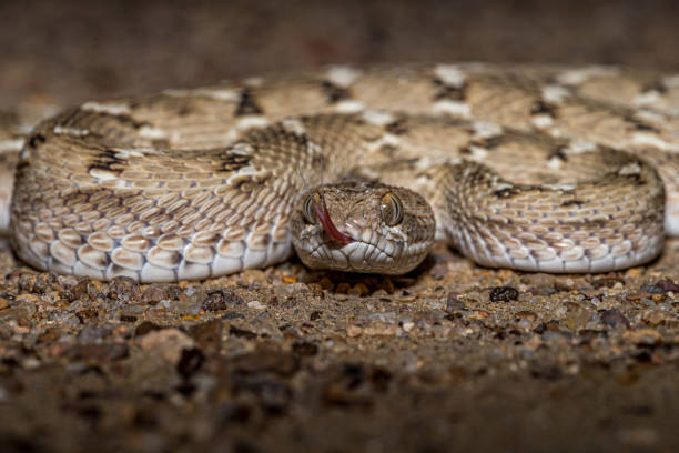 Saw-Scaled Viper!! This image of Saw Scaled Viper is taken at Rajasthan in India. viper stock pictures, royalty-free photos & images