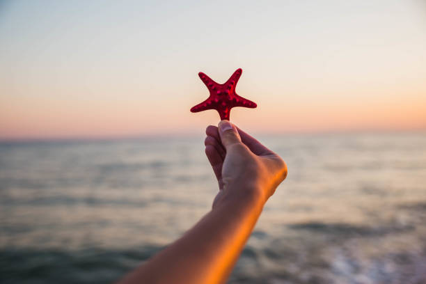 istock Female holding a starfish on the beach 1176775664