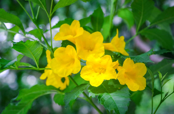 Yellow Elder or Yellow Bell or Trumpet Vine. stock photo