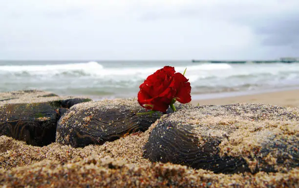 Photo of Funeral flower, lonely red rose flower at the beach, water background with copy space, burial at see. Empty place for a text.