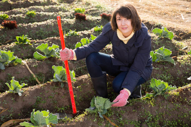 istock Young woman caring for beds with cabbage 1176776397