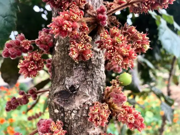 Closeup of an Australian Native Davidson Plum tree trunk showing clusters of pink and yellow flowers on the trunk of the tree. Soft focus organic vegetable garden background