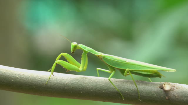 Praying mantis crawling on a branch