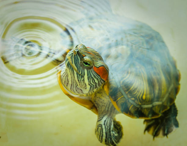 istock Red-eared turtle peeks out of the water. 1176777621