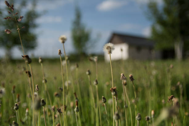 istock Grass and dandelions background in the sunshine 1176777998