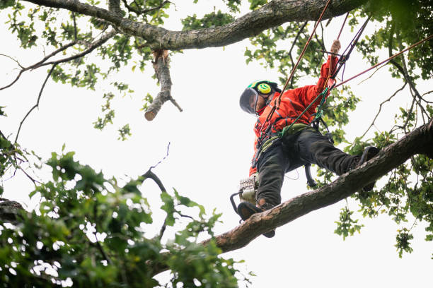 istock Low angle view of tree surgeon standing on branch with chainsaw 1176778932