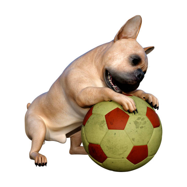 istock 3D illustration French bulldog on white 1176779445