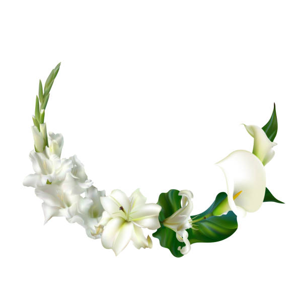 białe kwiaty. kwiatowe tło. liście. callas. mieczyk. lilie. - gladiolus flower beauty in nature white background stock illustrations