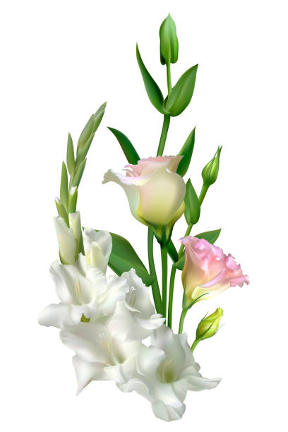 białe kwiaty. kwiatowe tło. zielone liście. eustoma. lilie. mieczyk. - gladiolus flower beauty in nature white background stock illustrations