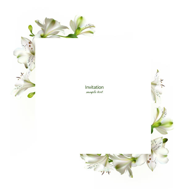 istock White flowers. Floral background. Leaves. Lilies. 1176780790