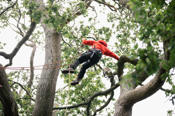 istock Tree surgeon wearing safety harness attached to tree by ropes 1176780920