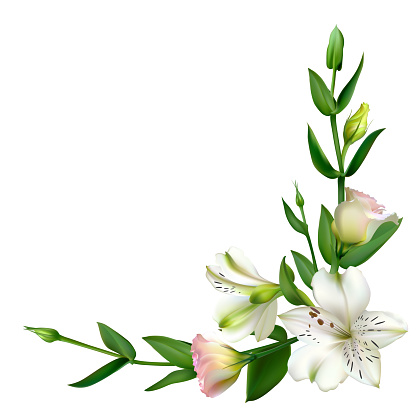 Ilustración de Flores Blancas Fondo Floral Hojas Verdes Eustoma Lirios y más Vectores Libres de Derechos de Aniversario - iStock Ilustración de Flores Blancas Fondo Floral Hojas Verdes Eustoma Lirios y más Vectores Libres de Derechos de Aniversario - iStock