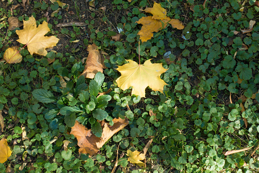 Few fallen leaves of maple on Glechoma hederacea in October