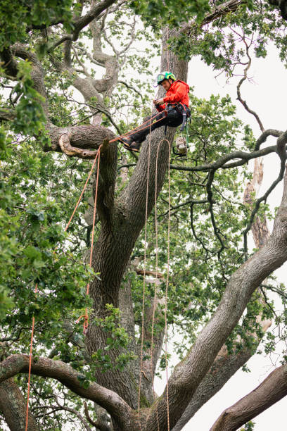 istock Tree surgeon adjusting safety harness high up in oak tree 1176782480