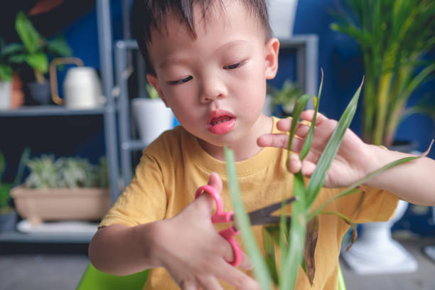 asian 3-4 anos de menino idoso da criança que tem o divertimento que corta uma parte de uma planta em casa, introduz habilidades da tesoura para crianças - preschooler child chinese ethnicity asian ethnicity - fotografias e filmes do acervo