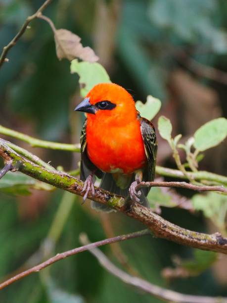 istock Red bird perching in natural habitat 1176782747