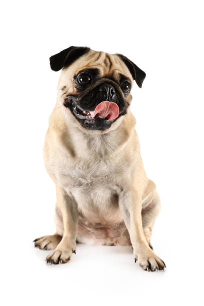 istock Lovely purebred pug with tongue sticking 1176782851