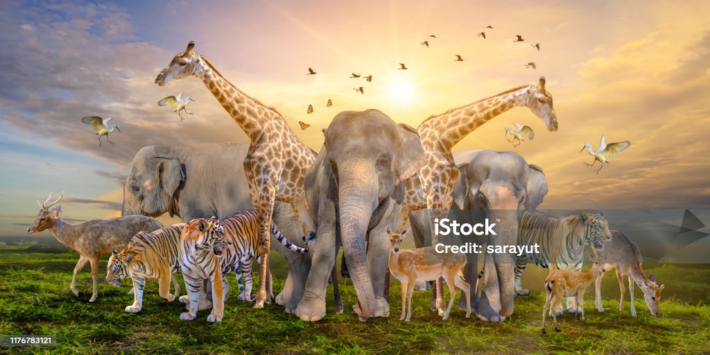 Large Group Of African Safari Animals Wildlife Conservation Concept Stock  Photo - Download Image Now - iStock