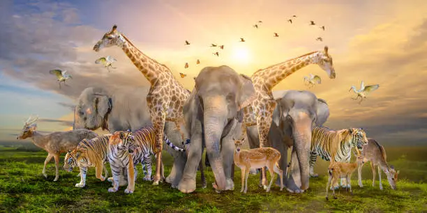 Photo of Large group of african safari animals. Wildlife conservation concept