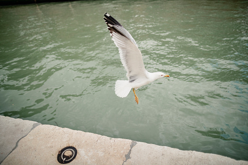 Seagull flying over water.
