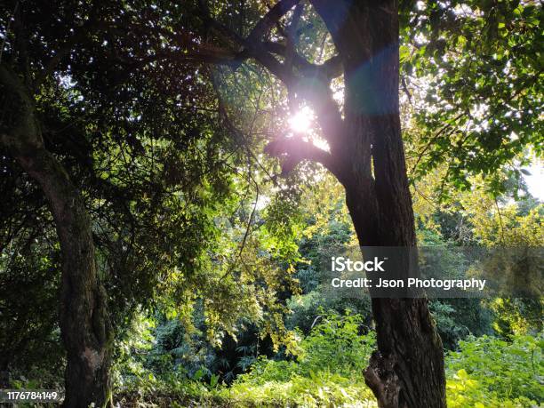 Natural Colors Of Nature Stock Photo - Download Image Now - Environmental Conservation, Forest, Green Color