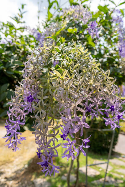 istock Purple Wreath flower 1176784360