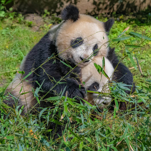 istock Giant pandas, bear pandas 1176784714